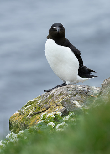 Razorbill, Alca torda, standing on a rock with the ocean in background.