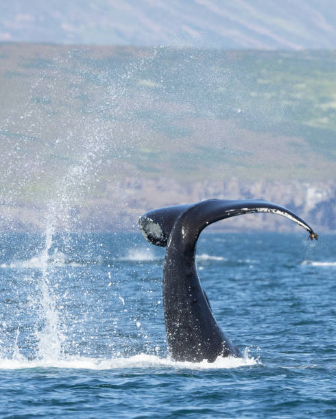 istock Humpback whale (Megaptera novaeangliae) slapping its fluke or tail in water. 1736997398