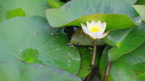 Beautiful white water lily flower in the lake . White water lily from above in a pond among green leaves.