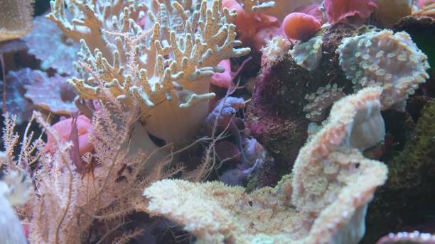 istock Beautiful coral reefs in the Red Sea, Egypt 1736997429