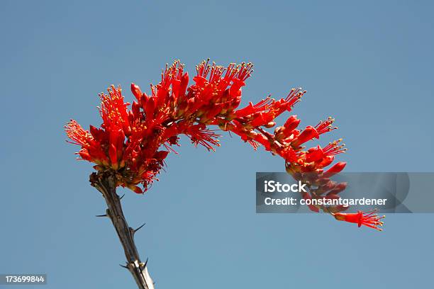 Foto de Ocotillo Bloom e mais fotos de stock de Fouquieria Splendens - Fouquieria Splendens, Arizona, Cacto