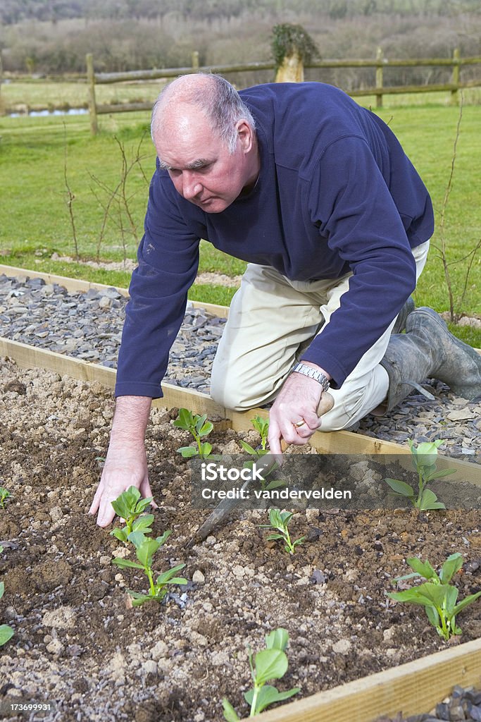 Plantação de legumes - Foto de stock de 50 Anos royalty-free