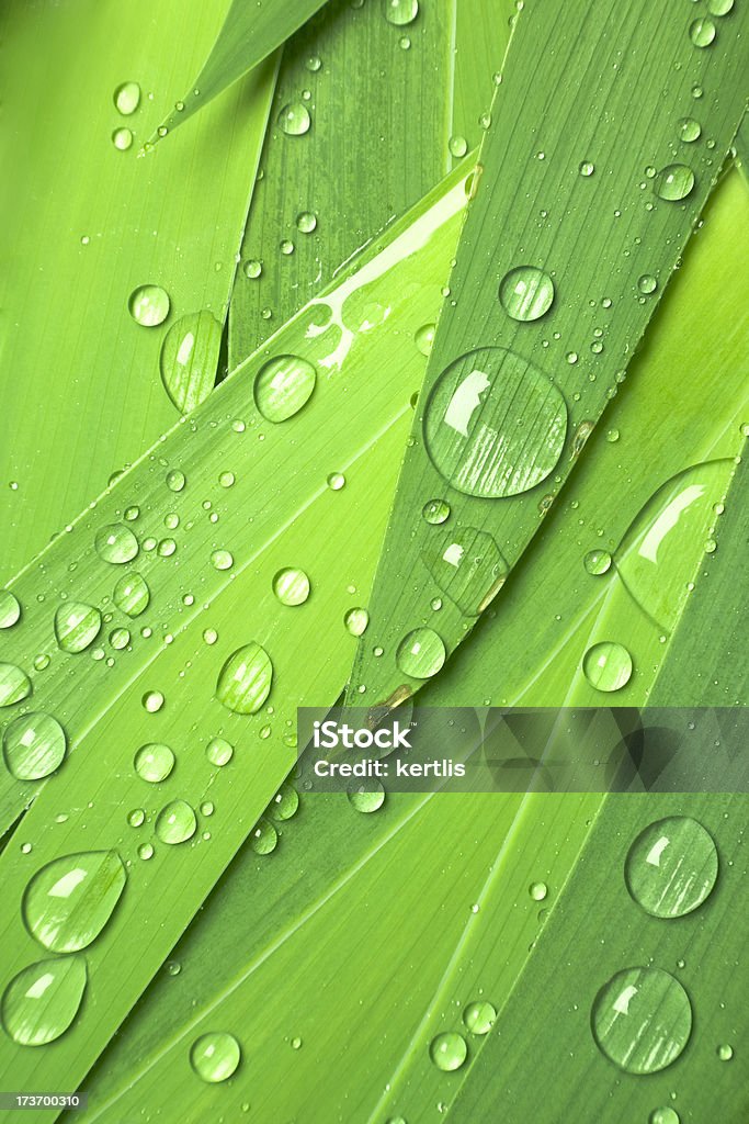 Fundo verde - Foto de stock de Grama royalty-free