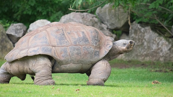 A large turtle walking on the grass in the park during the day. Big tortoise on grass.