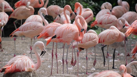 Lots of pink flamingos in the bird park. Beautiful pink flamingos enjoy their flocks.
