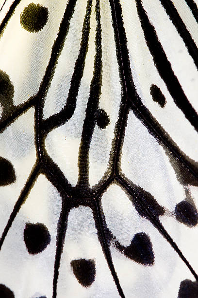 istock Macro of a butterfly wing. 173700652