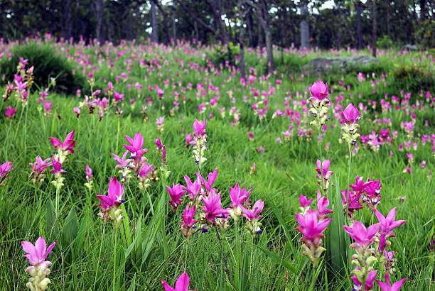 istock Forest of Thai lily 173700847