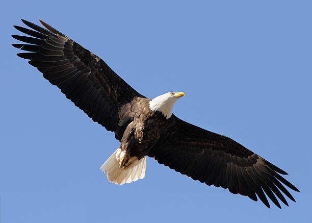 istock Bald Eagle Flying High, Wings Spread; Leadership, Freedom, Strength 173700860