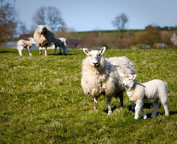 ovejas y lambs en irlanda campo - livestock rural scene newborn animal ewe fotografías e imágenes de stock