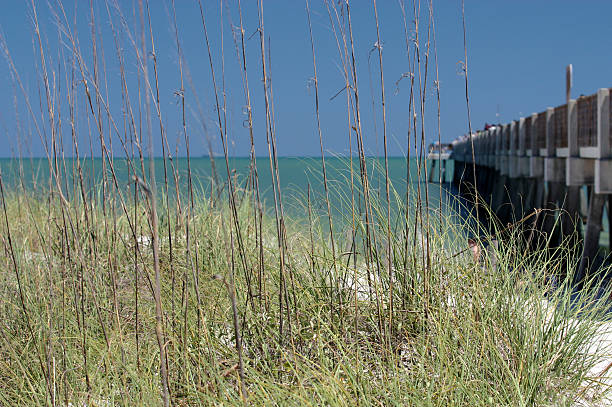 istock Beach Dunes Sea Oats & Pier 173701236