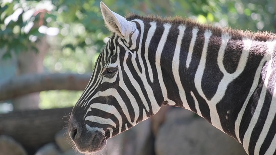 Close-up of an African zebra. A wild animal is a non-taxonomic group of horses.
