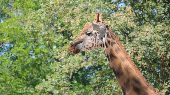 A tall giraffe eats tree leaves, close-up. African savanna, South Africa.