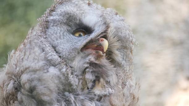 黄色い目が激しく呼吸している灰色のフクロウの接写。アシオ属の鳥の一種。 - owl awe bird close up ストックフォトと画像