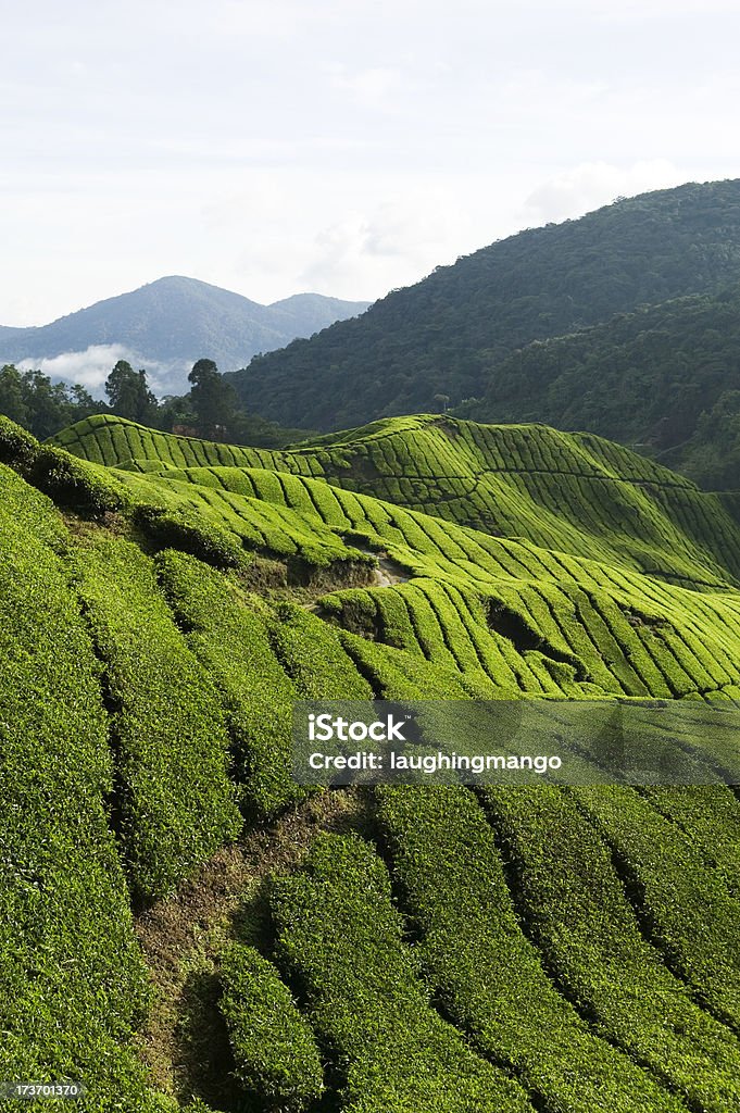 Plantação de chá terras altas de cameron Malásia de pahang - Royalty-free Chá Verde Foto de stock