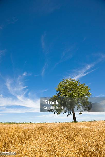 Photo libre de droit de Champ Jaune Et Arbre banque d'images et plus d'images libres de droit de Agriculture - Agriculture, Arbre, Beauté