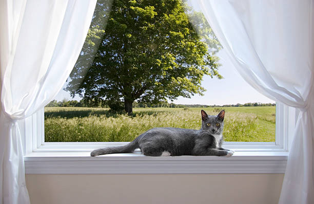 chat à la fenêtre - curtain tie photos et images de collection