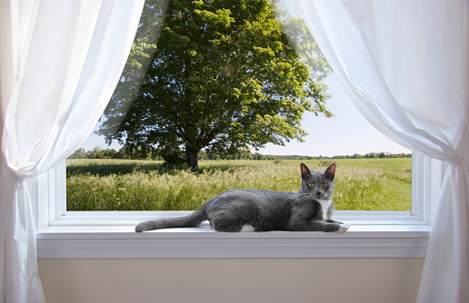 A gray and white cat sits in a large window over looking a large field and tree.