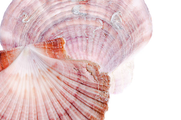 istock Two Sea Shells Isolated on White, Sea-Life, Shellfish, Ocean 173701850