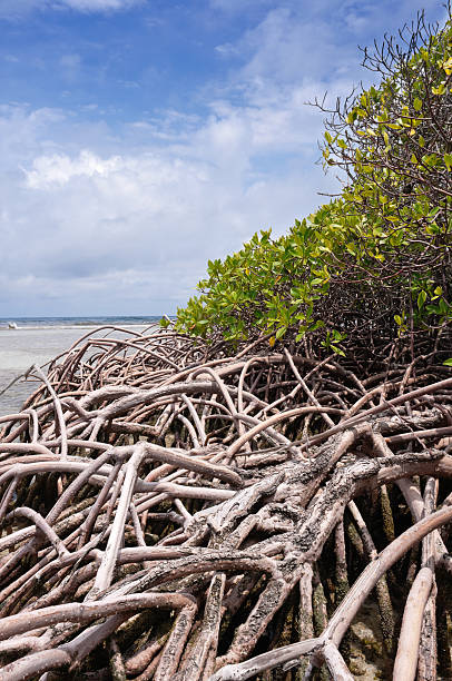 istock Mangrove forest and shallow waters in a Tropical island 173702052