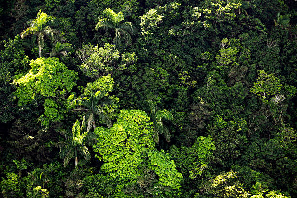 jungle textures puerto plata, dominican republic. puerto plata stock pictures, royalty-free photos & images