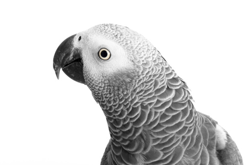 african grey parrot , head shot - Psittacus erithacus