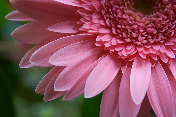 gerbera pétalos de rosa - perfection gerbera daisy single flower flower fotografías e imágenes de stock