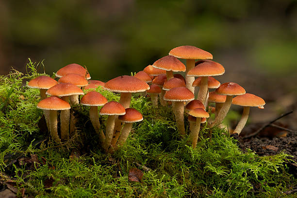 hypholoma fasciculare velenosi fungo fungo tasmania monte field cascate di russell - soil saprophyte foto e immagini stock
