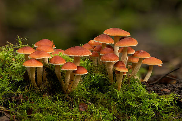 cogumelo venenoso hypholoma fasciculare fungo tasmânia, mount field catarata russell - soil saprophyte - fotografias e filmes do acervo