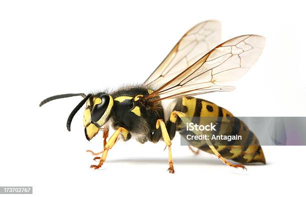 말벌 말벌-막시류 곤충에 대한 스톡 사진 및 기타 이미지 - 말벌-막시류 곤충, 흰색 배경, 컷아웃