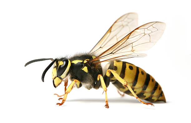 оса - wasp стоковые фото и изображения