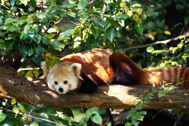 istock Red Panda (Ailurus Fulgens) laying on a branch. 1737027677