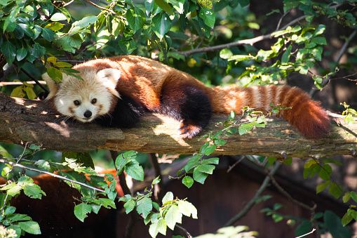 A male of red Panda (Ailurus Fulgens) laying on a branch. This cute animal is a protected and endangered species.