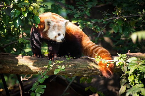 A male of red Panda (Ailurus Fulgens) laying on a branch. This cute animal is a protected and endangered species.