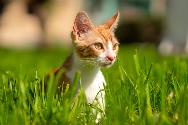 istock brown and white kitten with yellow eyes playing in the grass 1737027691