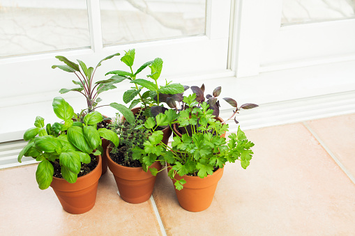 Subject: An herb garden in clay pots by a window.