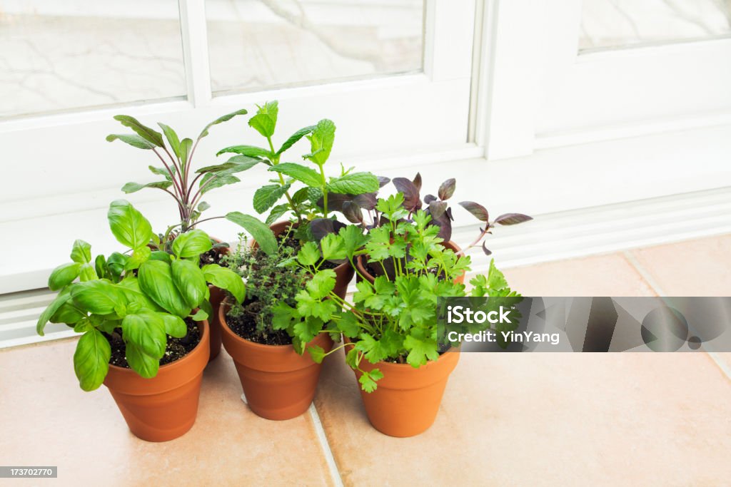 Kitchen Herb Garden by the Window Subject: An herb garden in clay pots by a window. Herb Garden Stock Photo