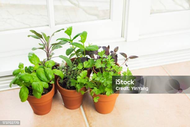 Kitchen Herb Garden By The Window Stock Photo - Download Image Now - Herb Garden, Basil, Indoors