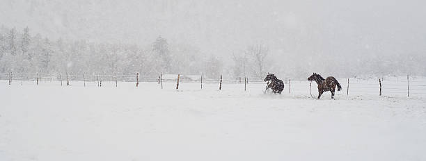 istock Colt Horses Galloping in a Snowstorm 173702830
