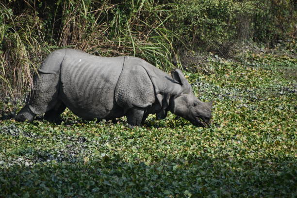istock A one horn rhino drinking from a pond . 1737028501