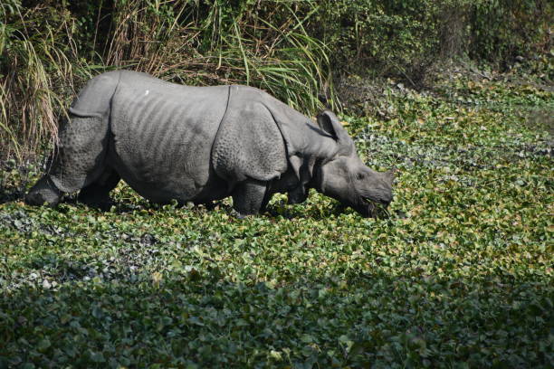 istock A one horn rhino drinking from a pond . 1737028515