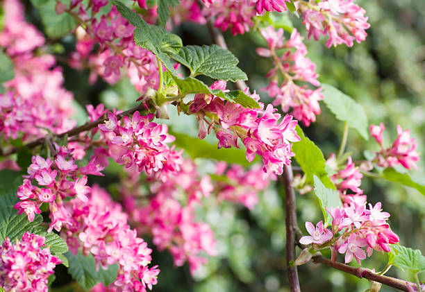 "red” grosella (ribes sanguineum) en flor" - gooseberry fruit bush green fotografías e imágenes de stock