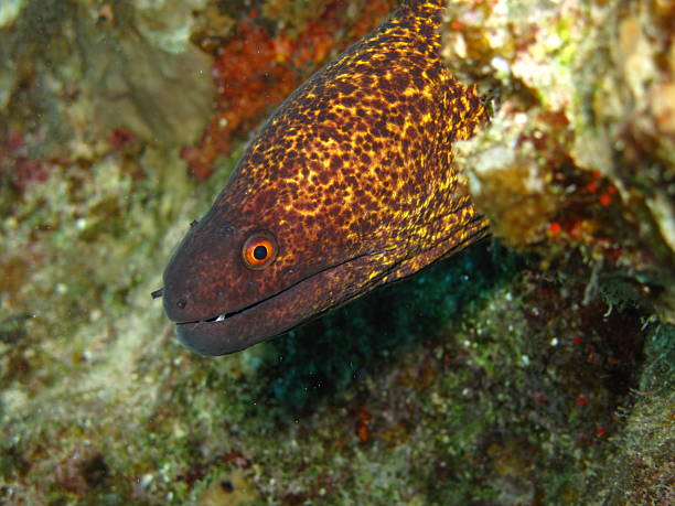 Yellowmargin moray. Yellowmargin moray. (Gymnothorax flavimarginatus). Taken at ras Mohamed in Sharm el Sheikh, Red Sea. yellow margined moray eel stock pictures, royalty-free photos & images