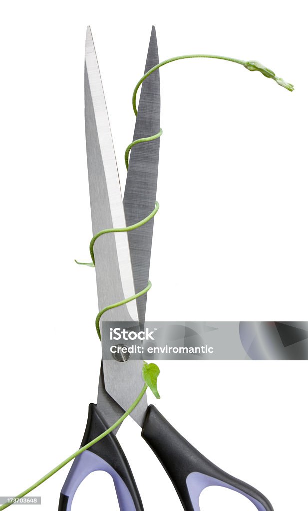 Risky growth. A creeper plant climbs up sharp bladed scissors. Isolated on white.  Business Stock Photo
