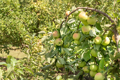 Bountiful harvest of apples bends the branches of apple trees