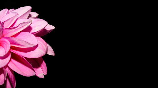 Macro Pink dahlia flower petals with dark background. copy space. wallpaper background flower on the dark background