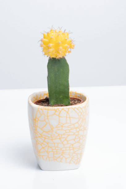 istock gymnocalycium mihanovichii hibotan 1737050807