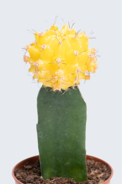 istock gymnocalycium mihanovichii hibotan 1737050818