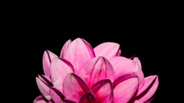 istock Vibrant bright pink flower isolated on dark background. 1737052185