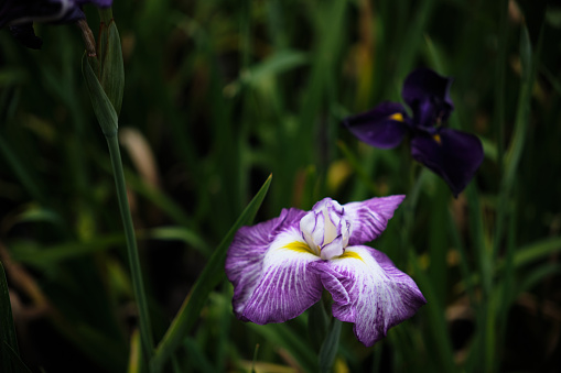 Beautiful bearded iris in a garden with out of focus background