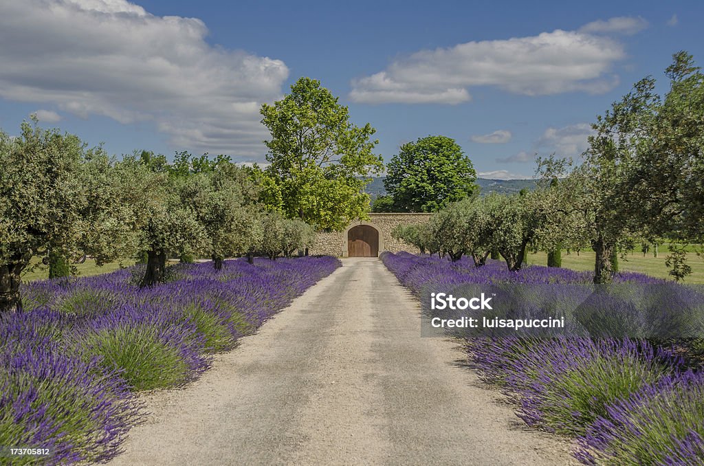 Path with lavender blooming lavender and olive tree in a row, Provence, France Agricultural Field Stock Photo